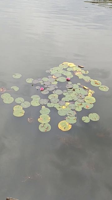 КРАСНЫЕ КУВШИНКИ