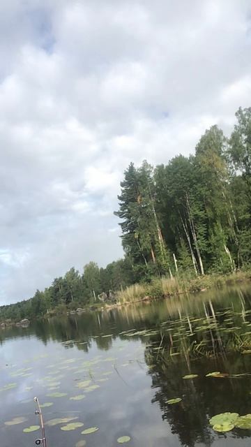 Ленобласть. Хвойное. Речка Вуокса. 21.08.2026 на рыбалке с котёночком Персиком. Эпизод 4