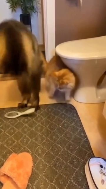 котэ
