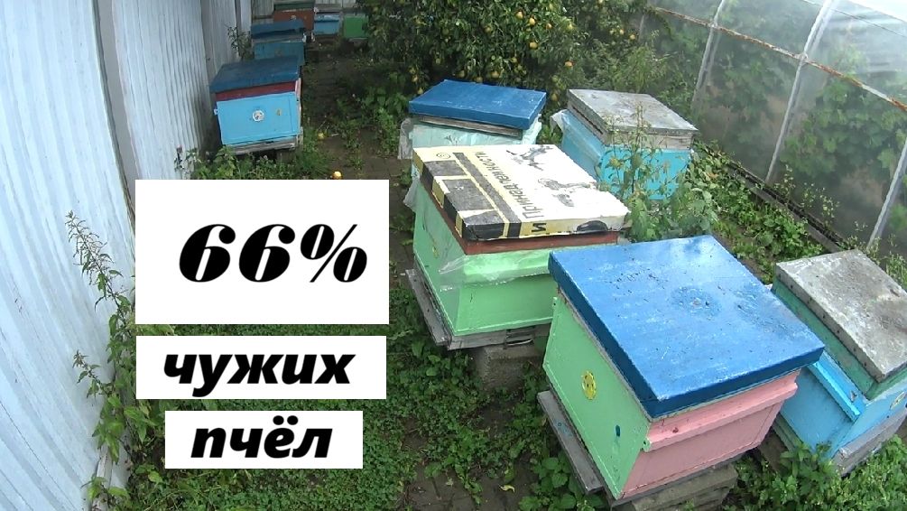 Масштабы миграции пчёл.