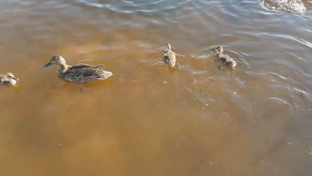 Утята весело ныряют.