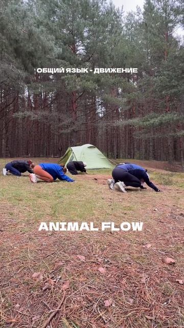 Animal Flow