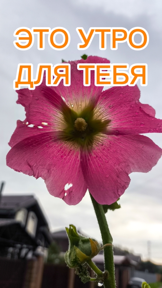 Это утро для тебя