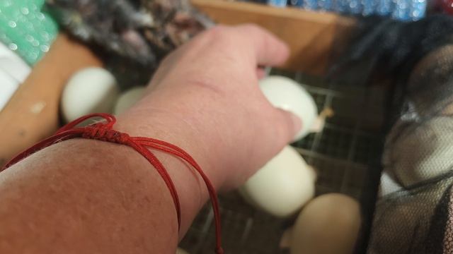 Окольцевала цыплят новорожденные_цыплята 220826 Мари_мистик инкубация_куриных_яиц