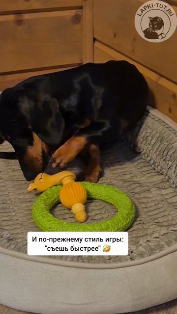 У таксы Дори только активные игры 


лапкитут игрушкидлясобак такса питомец собакавдоме