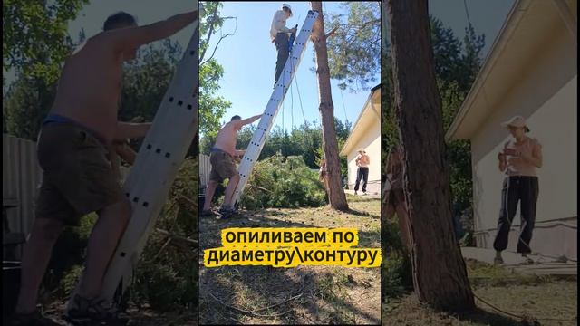 как мы сосну спилили 2026