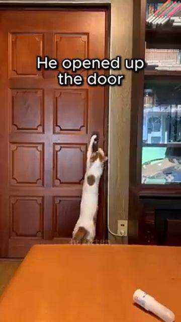 'Homer Let The Barts Out' By Cats ❤️ Part 16