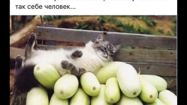 Юмор сатира смех шуточное кино прикол смешное видео Забавные животные