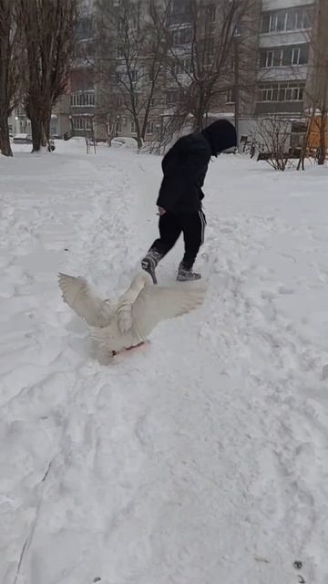 гусь понтанусь Зрелый 2-серия