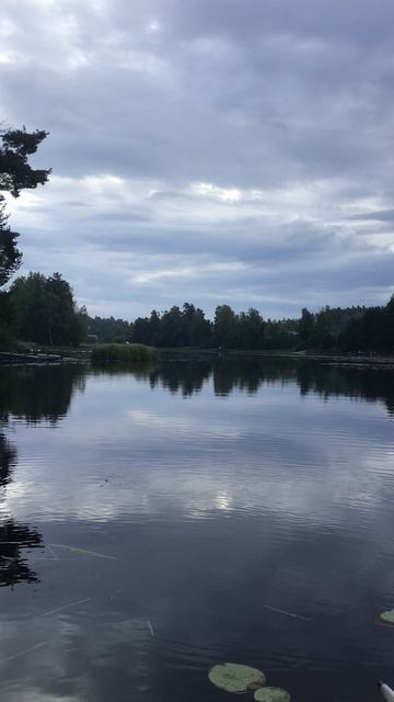 Ленобласть. Хвойное. Речка Вуокса. 21.08.2026 на рыбалке с котёночком Персиком. Эпизод 16