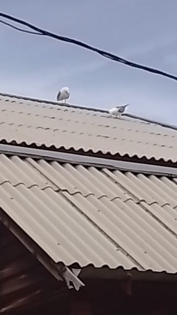 ПРИКОЛ ЧАЙКИ