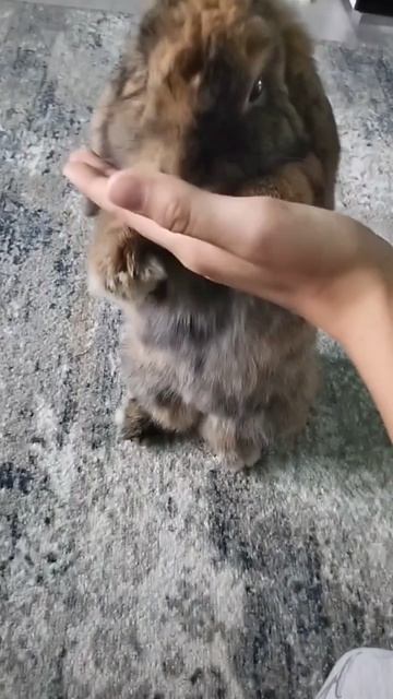Мой кролик Зизя