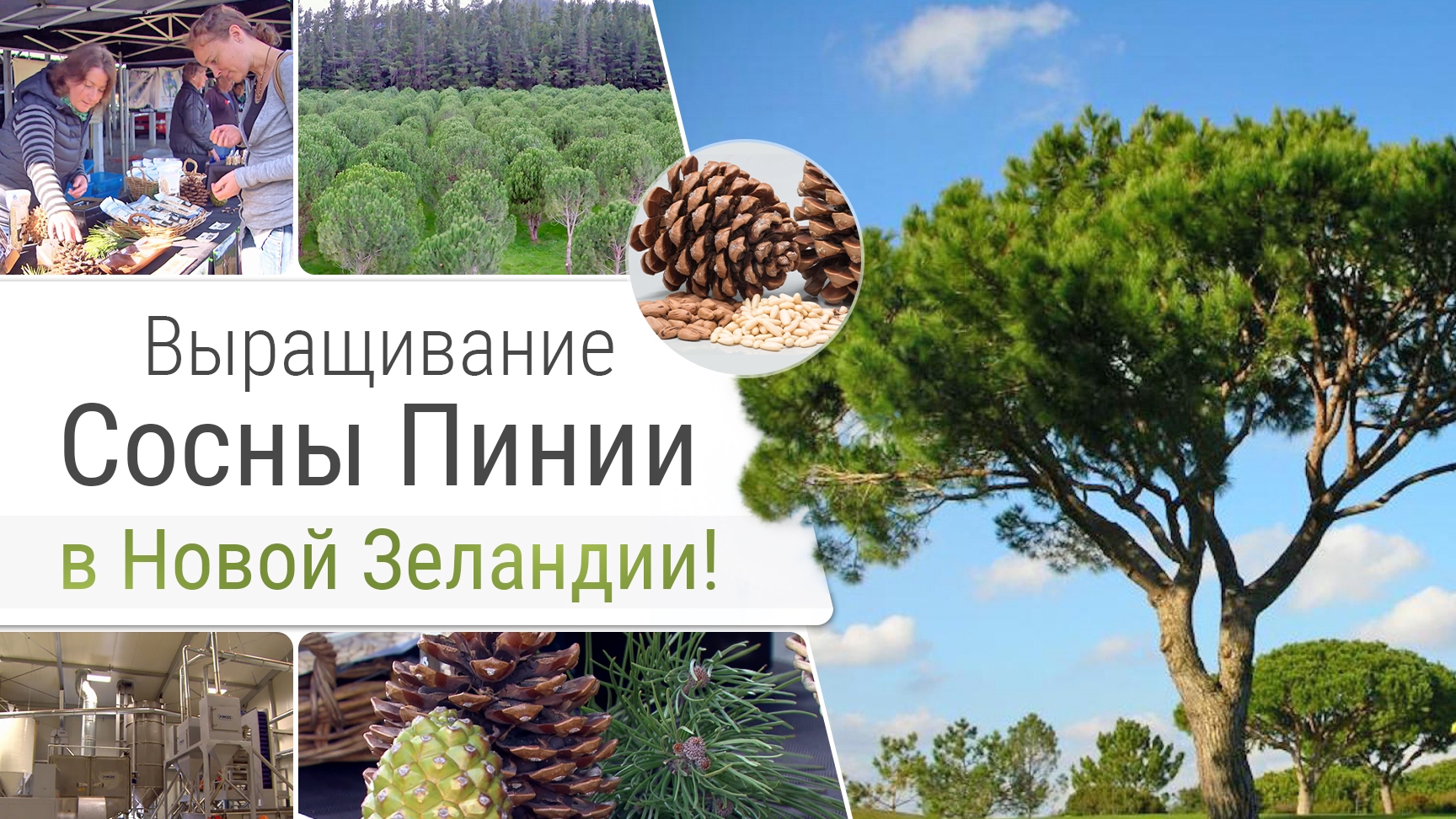 Выращивание сосны пинии в Новой Зеландии!