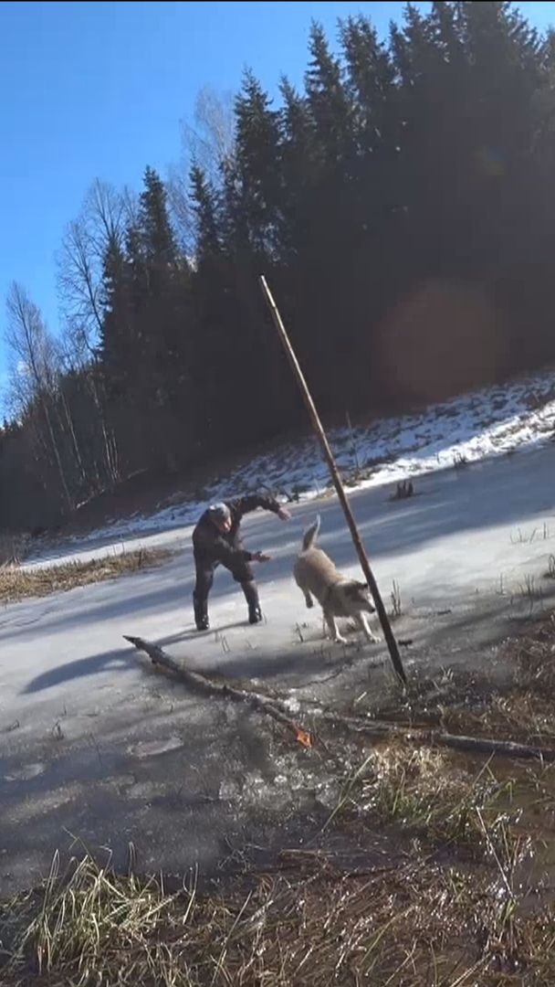 СОБАЧКА ЗАСТРЯЛА НА ЛЬДУ, А Я ЕЁ СПАС!))