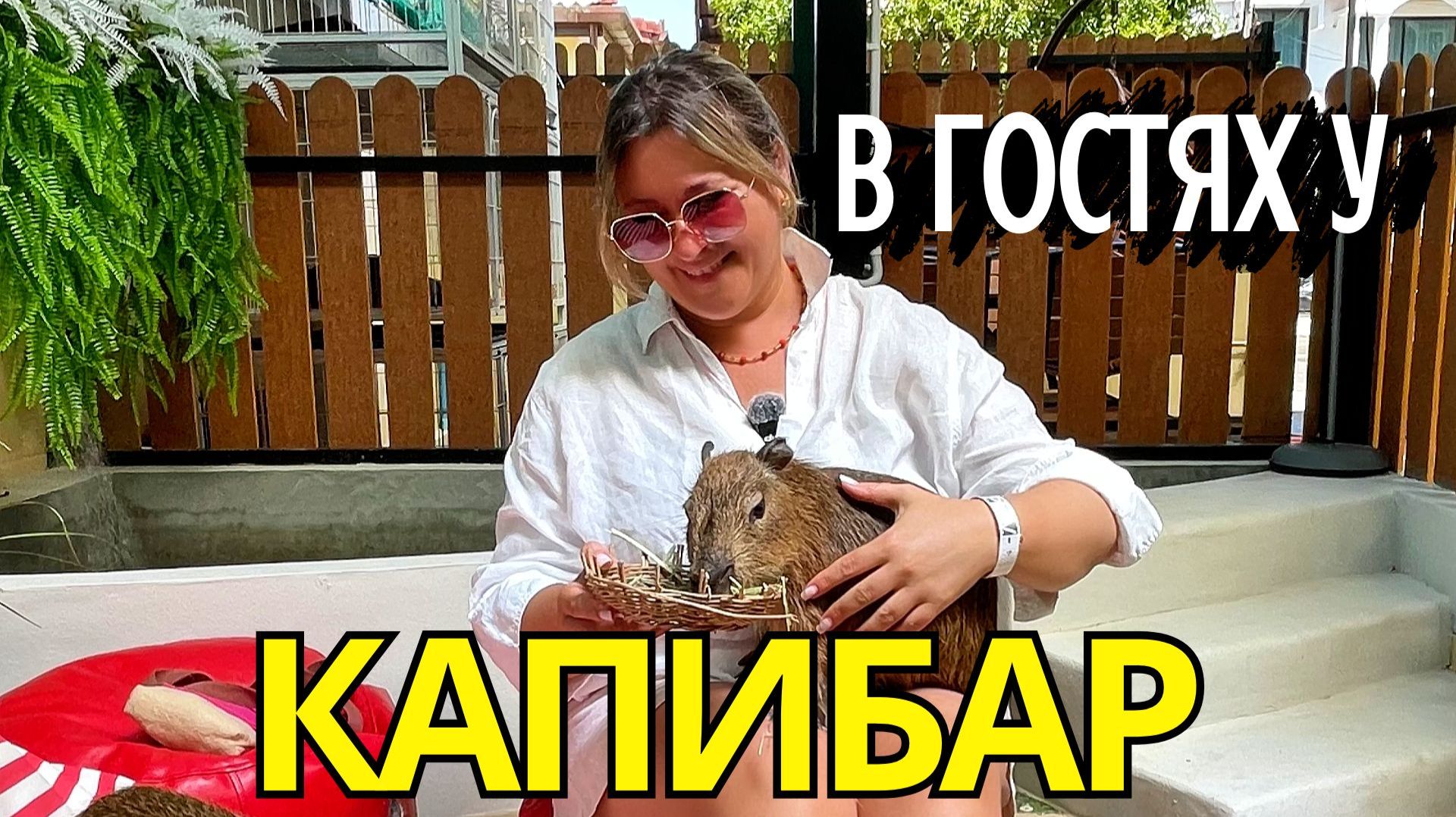 В гостях у Капибар. Почему все обожают кафе с капибарами?