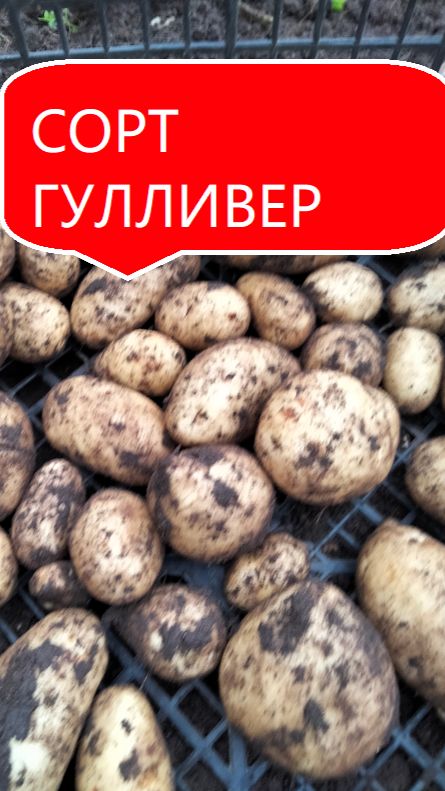 Картофель 