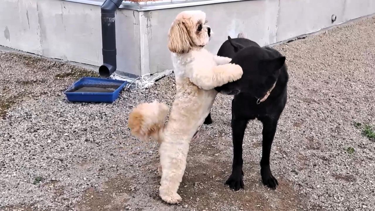 Two Dogs Are Playing In The Street