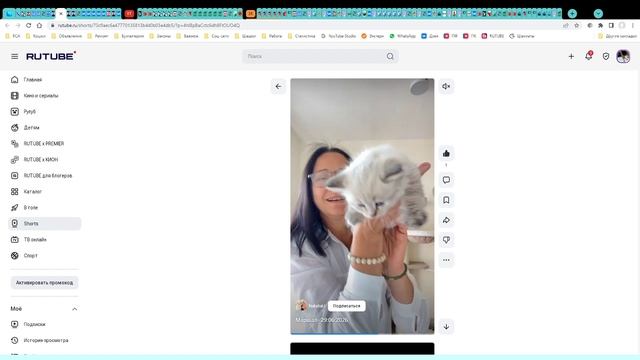 Котята питомника кошек ФЕСТИВАЛЬ КЭТ