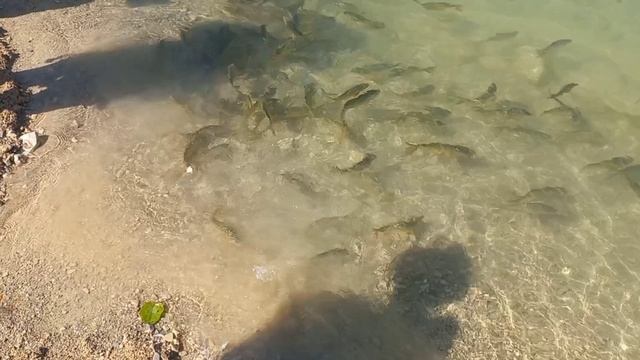 Рыба. Падовский карьер Самарская область.