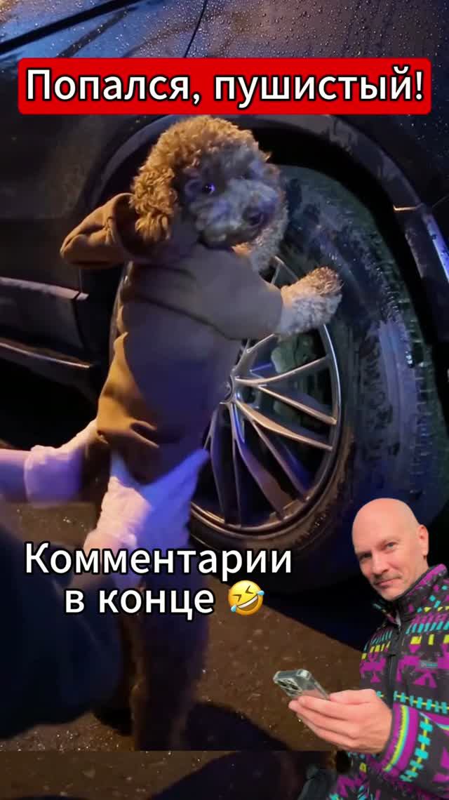 Задержан опасный пушистик  комменты добили