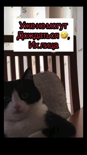 Лица Ждунов юмор