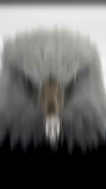 Birds Edit Scullface Edit Fyp