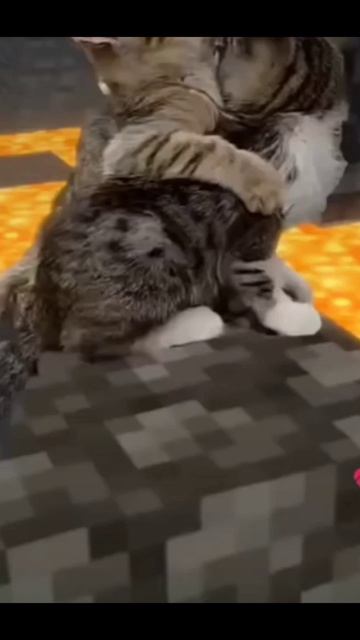Котики в Майнкрафте