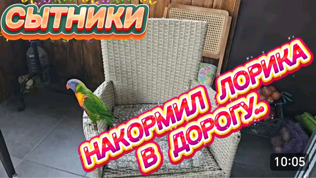 САМВЕЛ АДАМЯН СЫТНИКИ НАКОРМИЛ ЛОРИКА В ДОРОГУ..