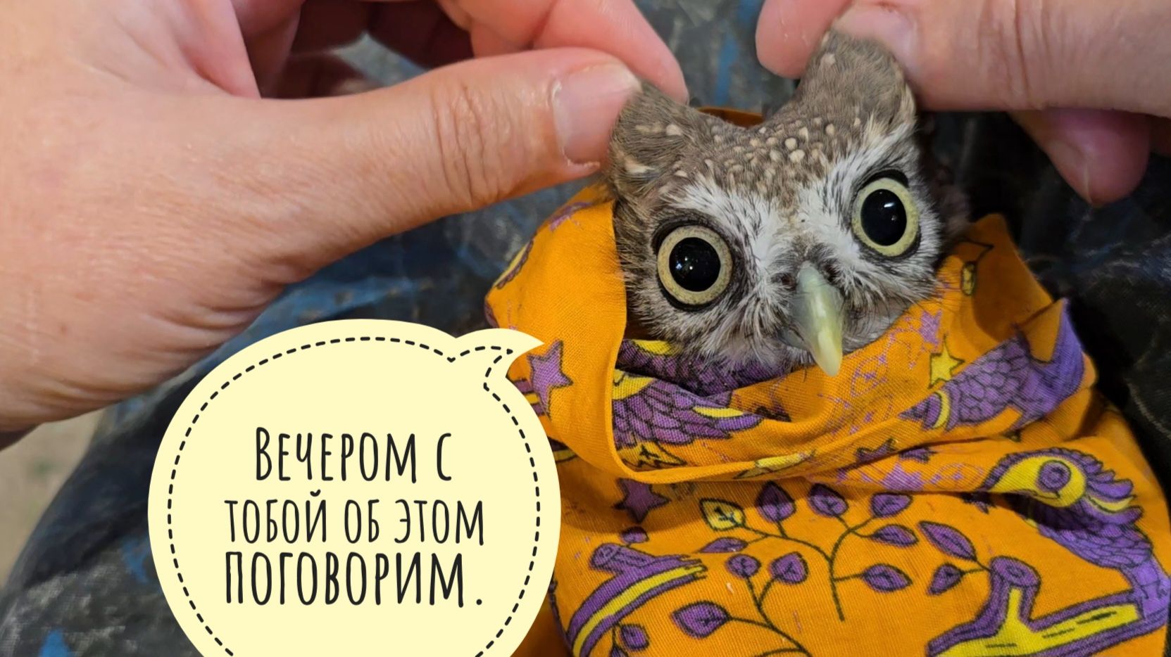 Сычу Лучику опять отрезали когти и клевало. Сова будет мстить но попозже