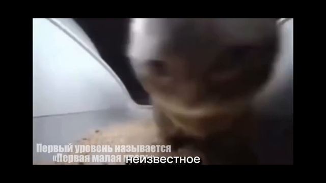 Игруха разоблачение на бобика  мем