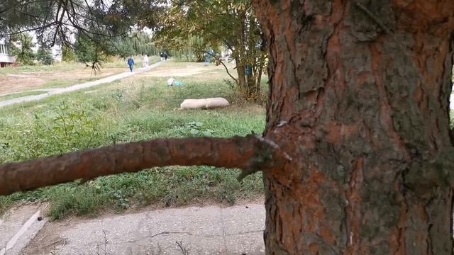 Прятки Mecha Hameleona 1 часть