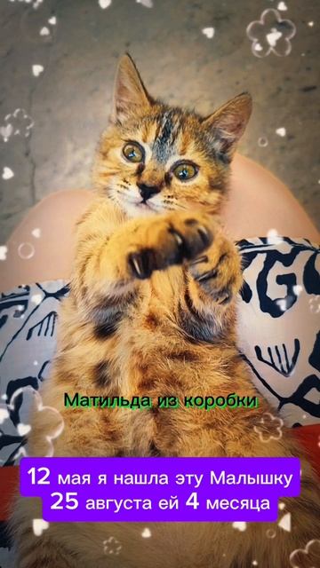 Не бросайте животных в беде