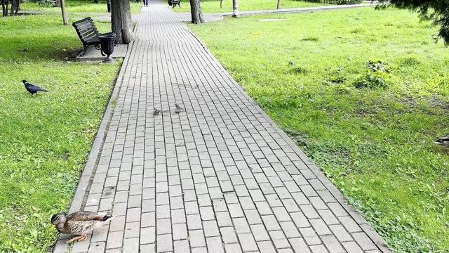 Зачем по лету воробьев считают