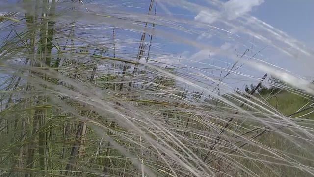 Весна природа 20260520