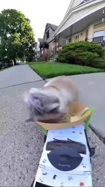 Кошачья мята.