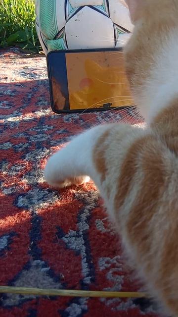 котмыш 