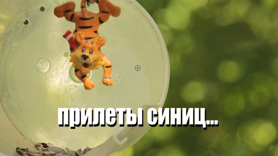 ПРИЛЕТЫ СИНИЦ на КОРМУШКУ