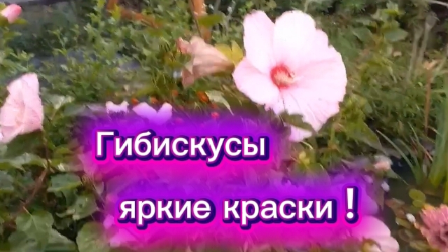 Гибискусы в цвету. На пляже . Лечо.