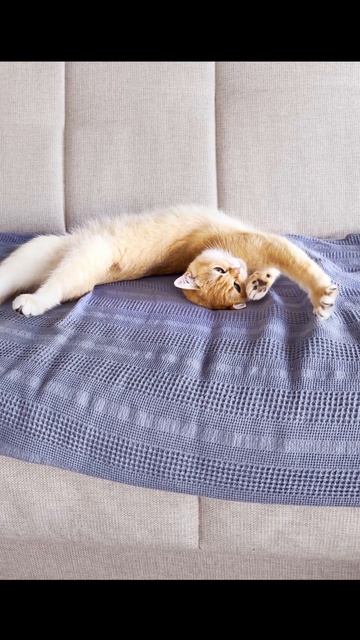 Longest Cat Stretch  Самый длинный кот