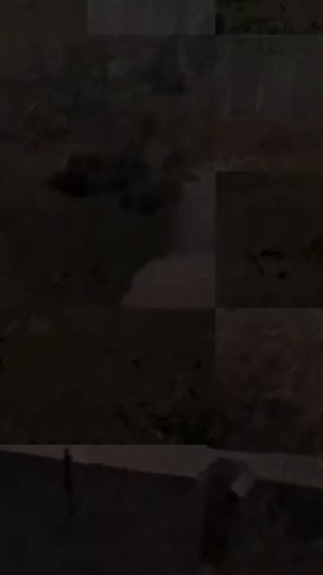 Удивительные животные !!!