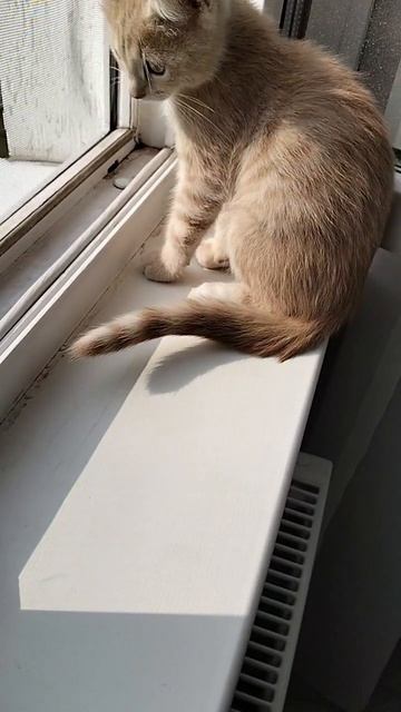 мой кот персик