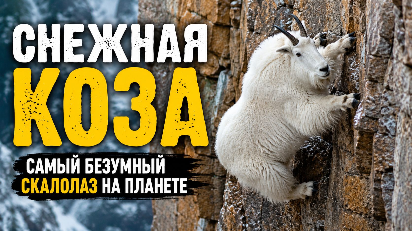 Снежная коза: самый безумный скалолаз в мире животных!