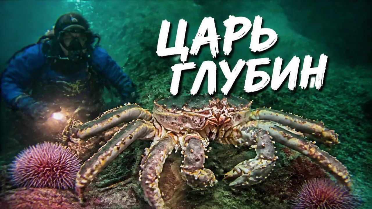 Огромные крабы Баренцева моря. Дайвинг в Северном Ледовитом океане.