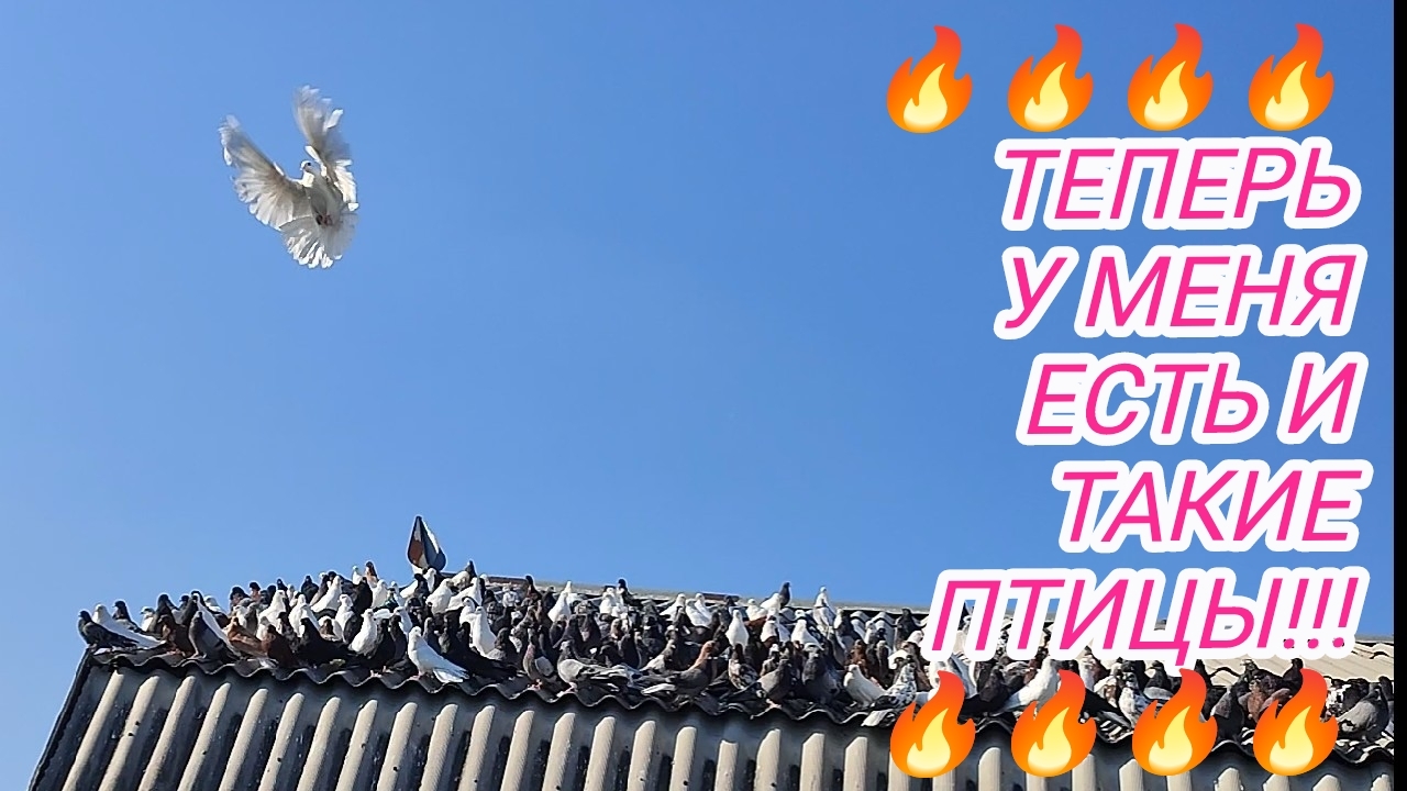 🔥🔥🔥 Теперь у меня есть и такие птицы!!!