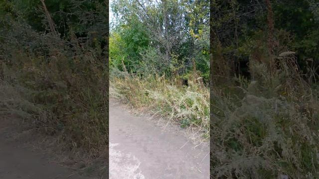Дорога Россошь-Павловскродная дорога