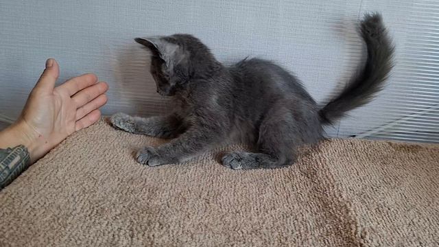 Графитовый котёнок.mp4