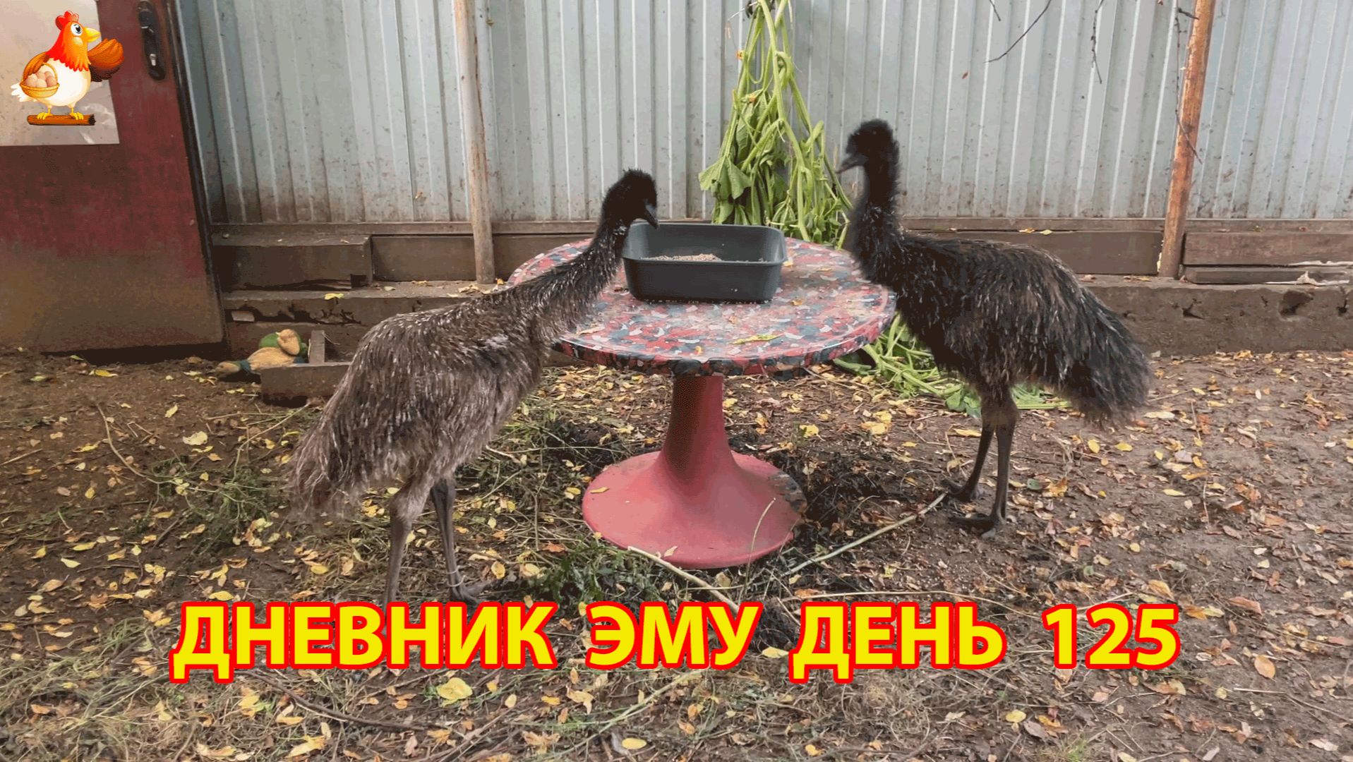 Дневник страусят Эму день 125