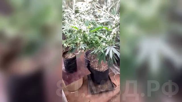 В Алчевске полицейские изъяли более 87 граммов наркотических средств
