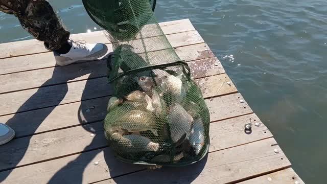 ЛОВИМ КАРАСЯ река Маныч залив Балка Житкова Веселовское водохранилище