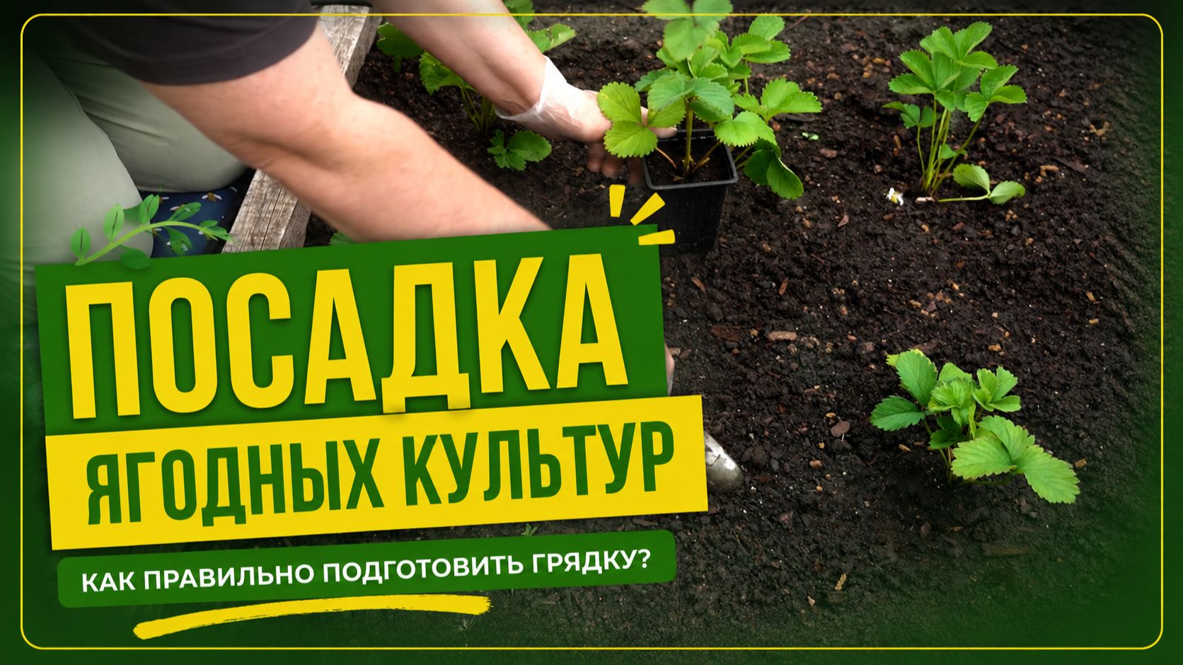 Посадка ягодных культур: как правильно подготовить грядку?